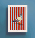 Pigeon